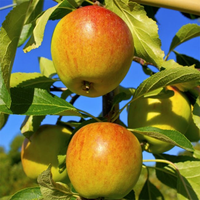 Dwarf Apple Cox Orange Pippin - Ladybird Nursery