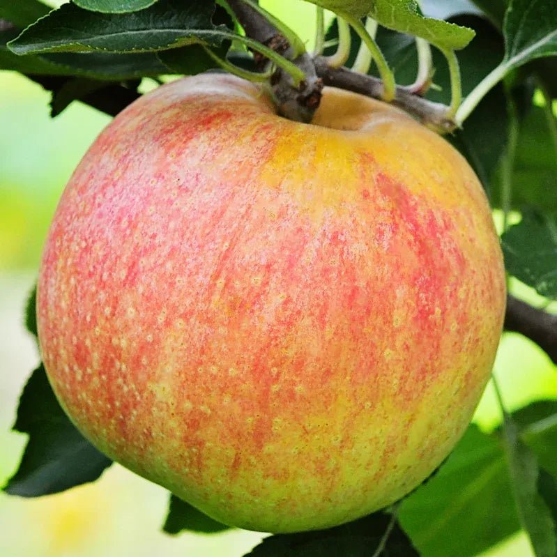 Semi Dwarf Apple 'Gala' - Ladybird Nursery