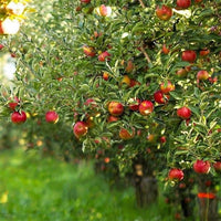 Semi Dwarf Apple 'Gala' - Ladybird Nursery