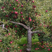 Dwarf Apple Magnus Summer Surprise PBR - Ladybird Nursery