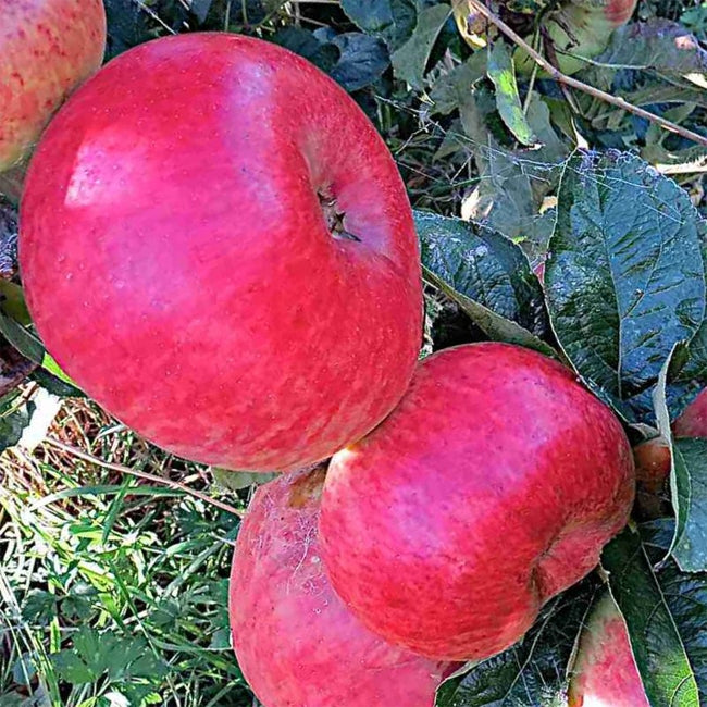 Dwarf Apple  Montys Surprise TM