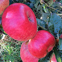 Dwarf Apple  Montys Surprise TM