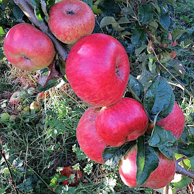 Dwarf Apple Montys Surprise TM - Ladybird Nursery