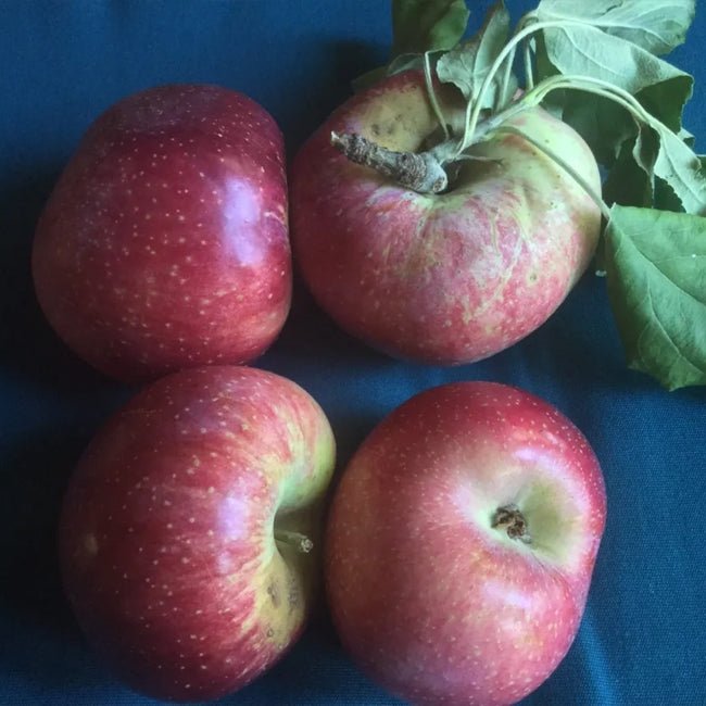 Dwarf Apple Montys Surprise TM - Ladybird Nursery