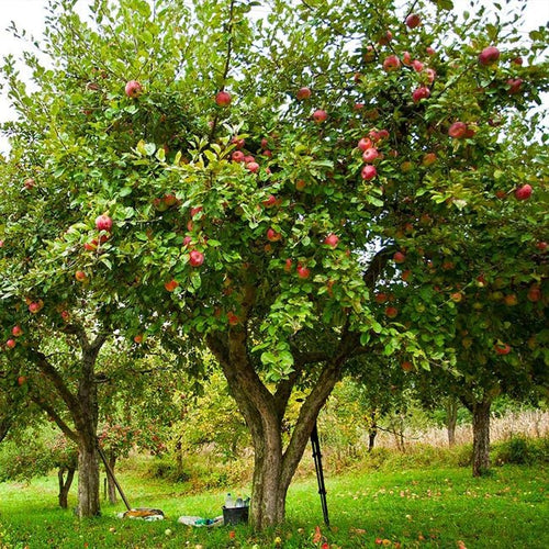 Dwarf Apple 'Pink Lady™' - Ladybird Nursery