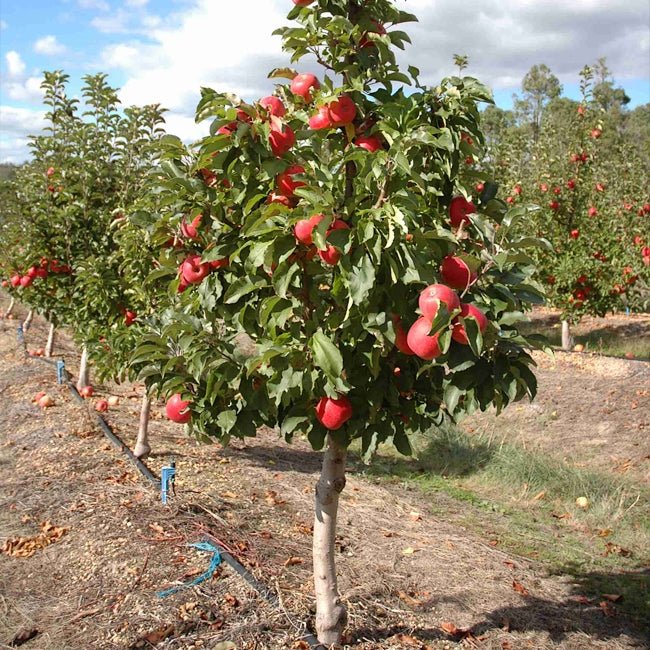 Dwarf Apple Pinkabelle (Pink Lady) PBR - Ladybird Nursery