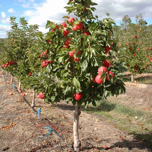 Dwarf Apple Pinkabelle (Pink Lady) PBR - Ladybird Nursery