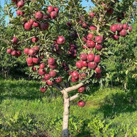 Dwarf Apple 'Red Fuji'