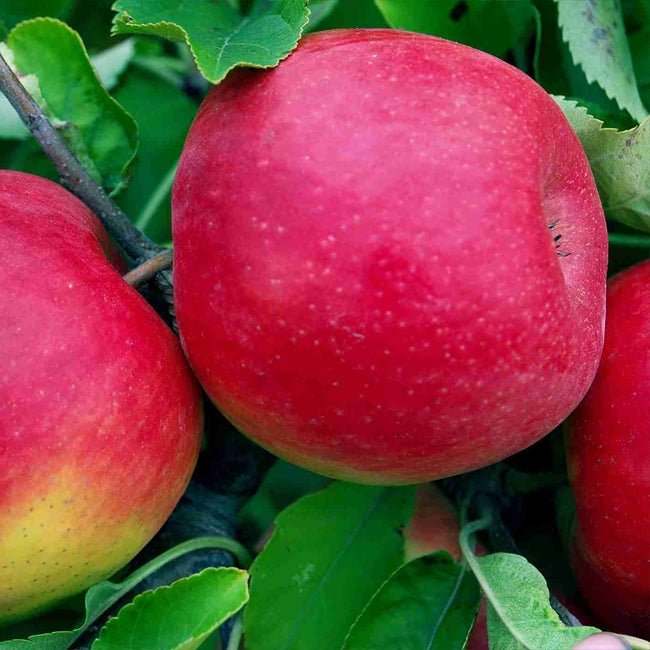 Dwarf Apple 'Red Fuji' - Ladybird Nursery