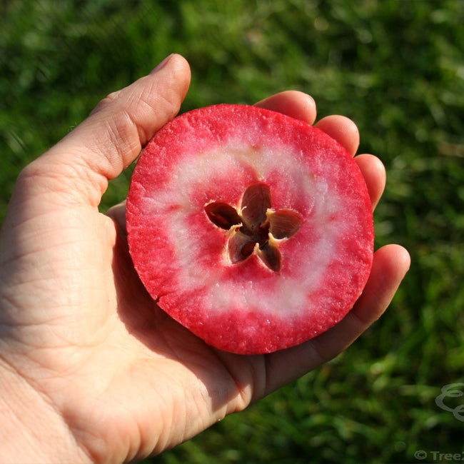 Dwarf Apple Redlove