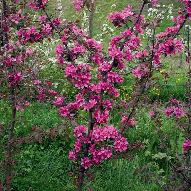 Dwarf Apple Redlove - Ladybird Nursery