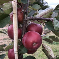 Dwarf Apple Redlove - Ladybird Nursery