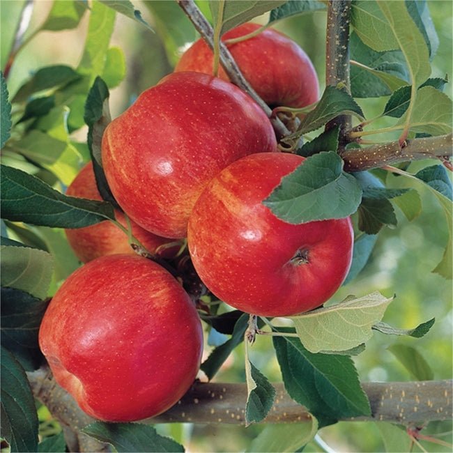 Dwarf Apple Trixzie Gala - Ladybird Nursery