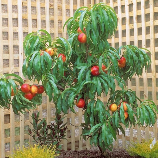 Dwarf Apple Trixzie Gala - Ladybird Nursery