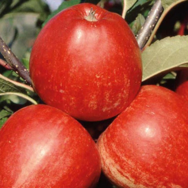 Dwarf Apple Trixzie Gala - Ladybird Nursery