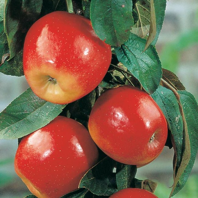 Dwarf Apple Trixzie Gala - Ladybird Nursery