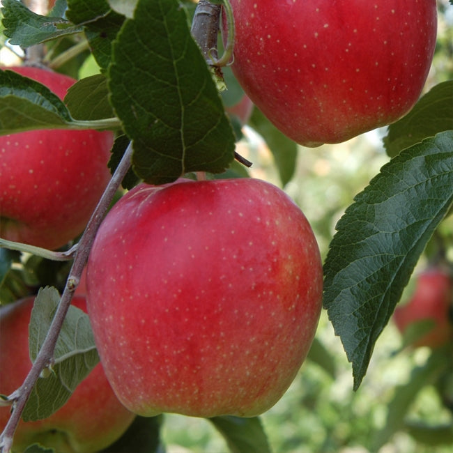 Dwarf Apple 'Trixzie® Pink Lady™'