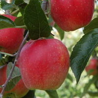 Dwarf Apple 'Trixzie® Pink Lady™'