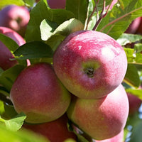Dwarf Apple 'Trixzie® Pink Lady™'