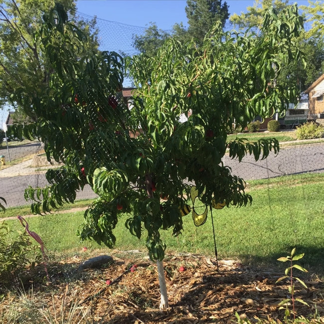 Dwarf Apple 'Trixzie® Pink Lady™'
