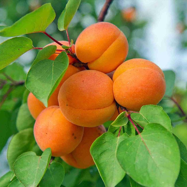 Dwarf Apricot 'Bulida'
