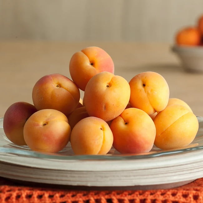 Dwarf Apricot 'Bulida'