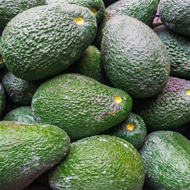 Dwarf Avocado Lamb Hass (A)