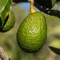 Dwarf Avocado Lamb Hass (A)
