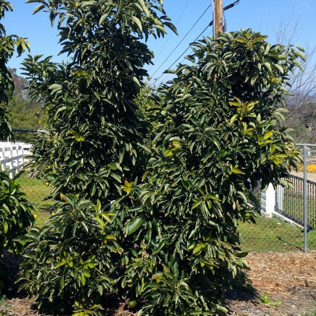 Dwarf Avocado Lamb Hass (A)