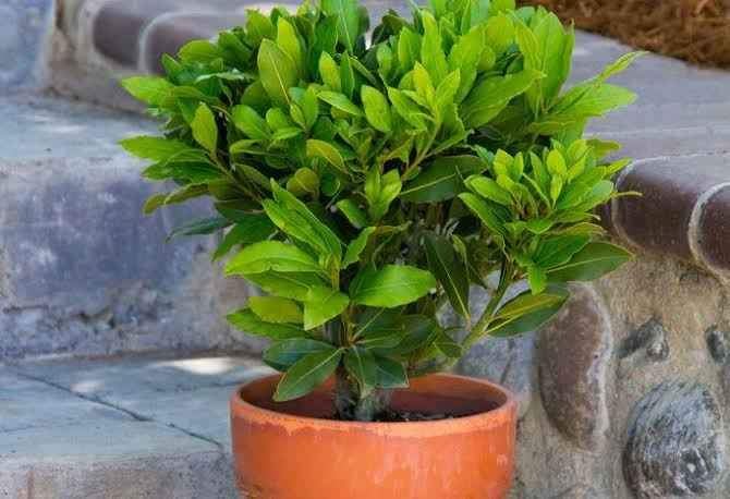 Dwarf Bay Leaf Tree (Baby Bay) 200mm Pot