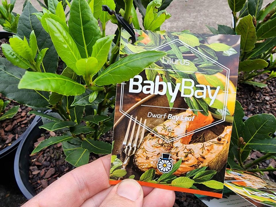 Dwarf Bay Leaf Tree (Baby Bay) 200mm Pot