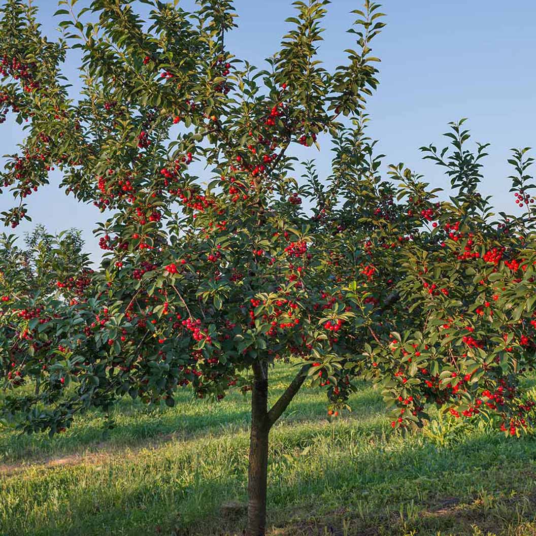 Dwarf Cherry Stella - Ladybird Nursery