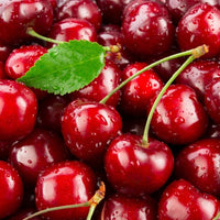 Dwarf Cherry Trixzie® 'Royal Crimson'