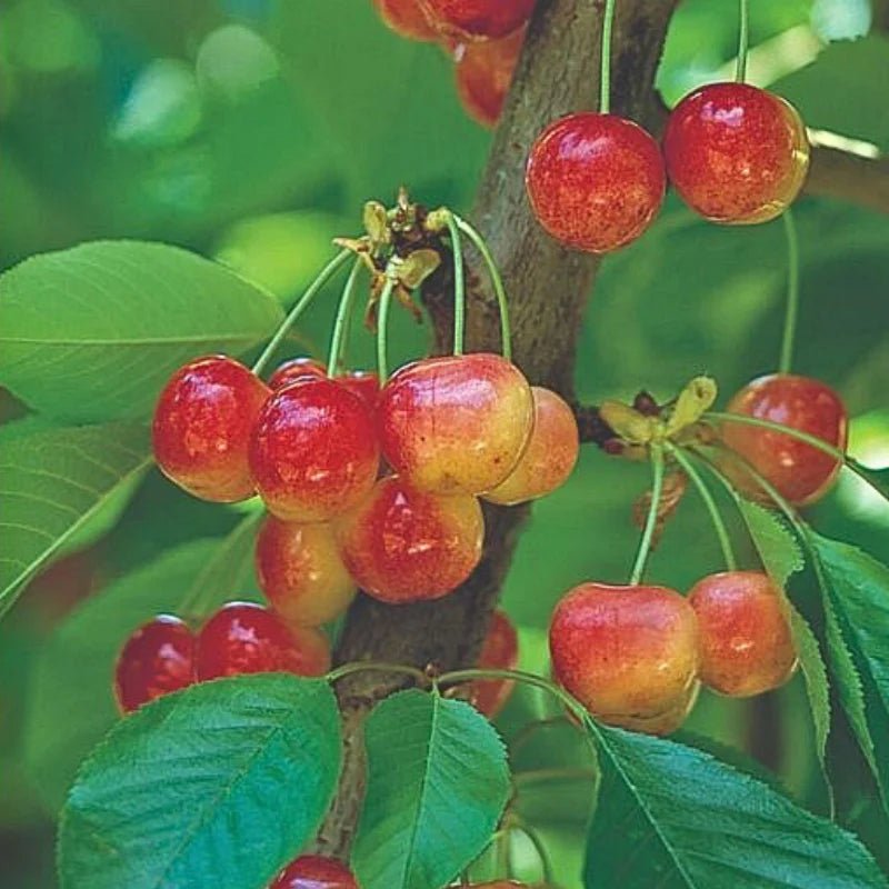 Dwarf Cherry Trixzie White - Ladybird Nursery