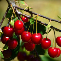 Dwarf Cherry Trixzie White - Ladybird Nursery