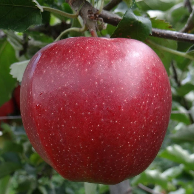 Dwarf Cider Apple Improved Foxwhelp