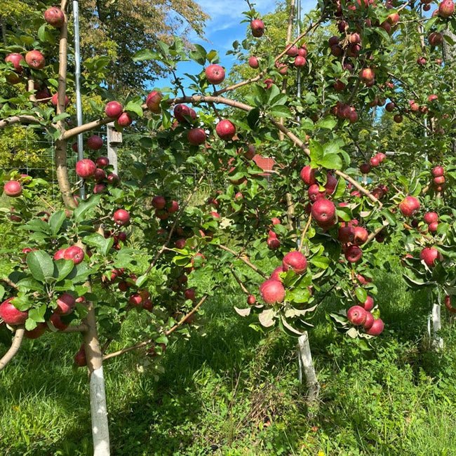 Dwarf Cider Apple Kingston Black - Ladybird Nursery