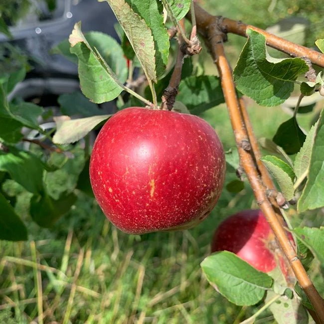 Dwarf Cider Apple Kingston Black - Ladybird Nursery