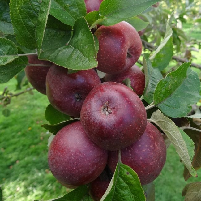 Dwarf Cider Apple Kingston Black - Ladybird Nursery