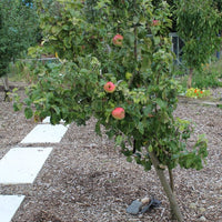 Dwarf Cider Apple  Yarlington Mill