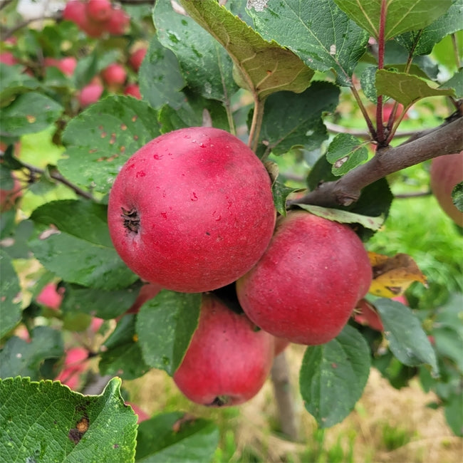 Dwarf Cider Apple  Yarlington Mill