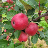 Dwarf Cider Apple  Yarlington Mill