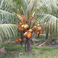 Dwarf Coconut Malay Red