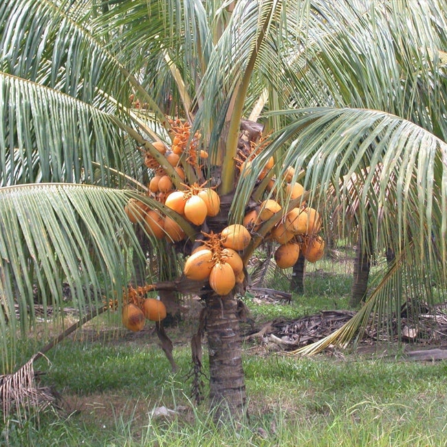 Dwarf Coconut Malay Red