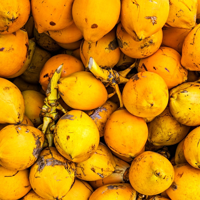 Dwarf Coconut Malay Red