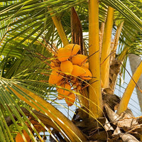 Dwarf Coconut  Yellow