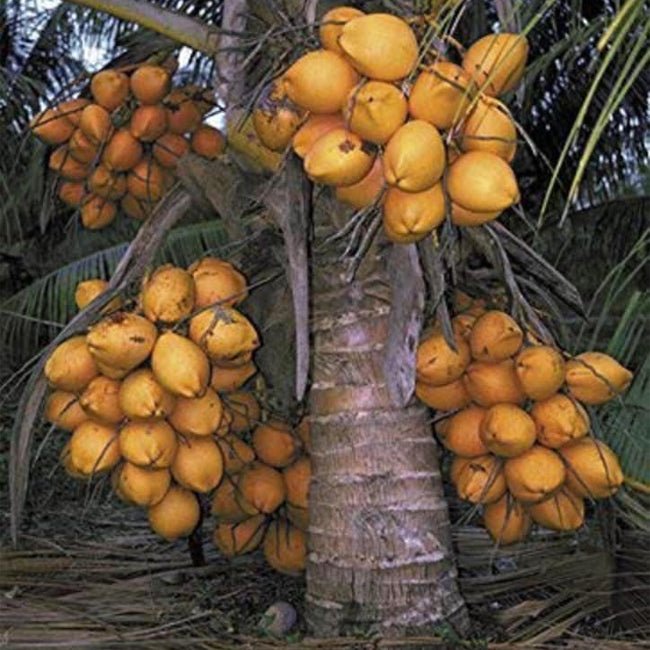 Dwarf Coconut Yellow - Ladybird Nursery