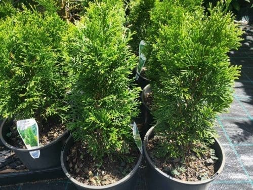 Dwarf Blue Arborvitae Minima Glauca (Thuja orientalis)