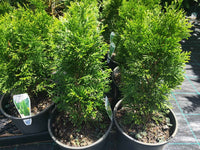 Thuja Smaragd