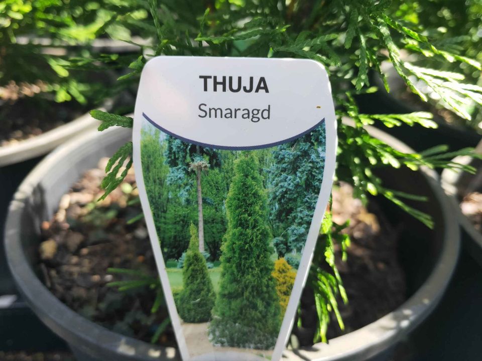 Thuja Smaragd - Ladybird Nursery